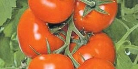 Betta paradajz: recenzije, fotografije, prinos